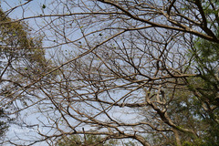 Albizia richardiana